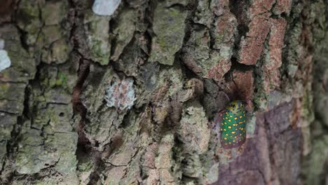 Seen-from-the-top-as-it-is-moving-and-shaking-its-body-while-it-is-going-up-the-tree,-Saiva-gemmata-Lantern-Bug,-Thailand