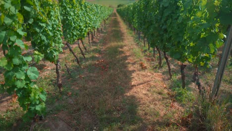 Closeup-shot-of-vines-in-the-vineyard