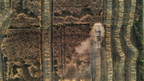 Draufsicht-Auf-Eine-Erntemaschine,-Die-Im-Sommer-Weizen-Auf-Einem-Feld-Erntet,-Blick-Auf-Ein-Landwirtschaftliches-Feld-In-Pakistan