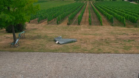 Panoramic-shot-of-vines-in-the-vineyard