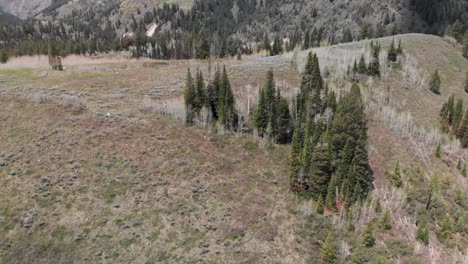 Langsame,-Kahle-Waldpfanne-Enthüllt-Wald-Und-Schneebedeckte-Berge-Im-Big-Cottonwood-Canyon,-Utah,-USA