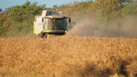 A-modern-harvester-mows-ripe-soy-in-the-field-in-rural-Denmark