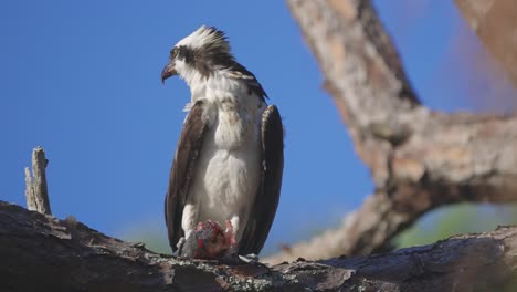 Osprey-looking-into-distance-wind-ruffling-feathers-with-dead-fish-eating-on-tree-branch