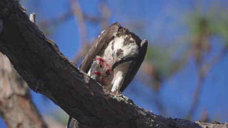 Osprey-ripping-tissue-from-fish-on-tree-branch-medium-low-shot