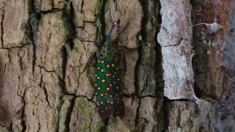 Close-capture-while-resting-on-the-bark-as-the-camera-zooms-out,-Saiva-gemmata-Lantern-Bug,-Thailand