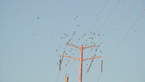 Vögel-Landen-Auf-Telefonmasten,-Vogelschwarm-Fliegt-Auf-Telefonleitungen