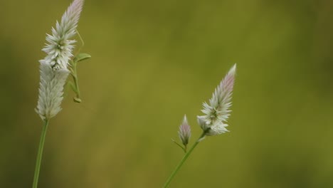 Wespe-Entspannt-Auf-Weißer-Blume