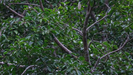 Auf-Einem-Ast,-Während-Er-Hochspringt,-Um-Sich-Auf-Die-Spitze-Des-Baumes-Zu-Bewegen,-Großer-Nashornvogel-Buceros-Bicornis,-Thailand