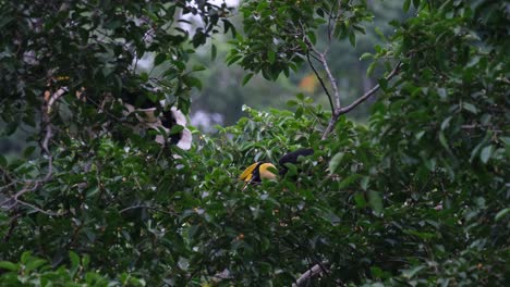 Two-individuals-feeding-in-the-middle-of-the-fruiting-tree-as-one-jumps-to-the-left-to-transfer,-Great-Hornbill-Buceros-bicornis,-Thailand