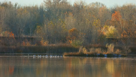 Canadian-Geese-in-Boulder-Colorado,-Falls-Colors-in-Colorado,-Wildlife-in-Fall-Season