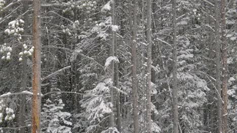 Snow-covered-trees-viewed-from-ski-lift-while-snow-is-falling,-dolly