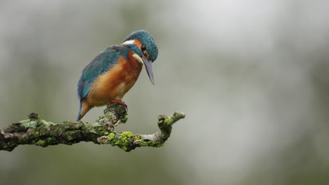 River-Kingfisher-perched-on-branch-scans-terrain-below-for-prey,-thirds