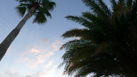 Palmen-Silhouette-Vor-Dem-Ruhigen-Himmel-Bei-Sonnenuntergang