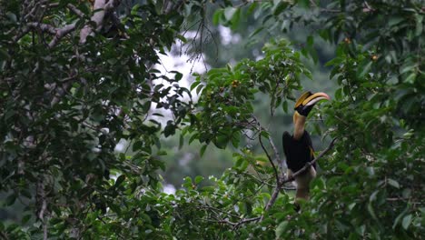 Perched-deep-into-the-tree-with-so-many-fruits-around-it-as-it-looks-around-to-feed,-Great-Hornbill-Buceros-bicornis,-Thailand