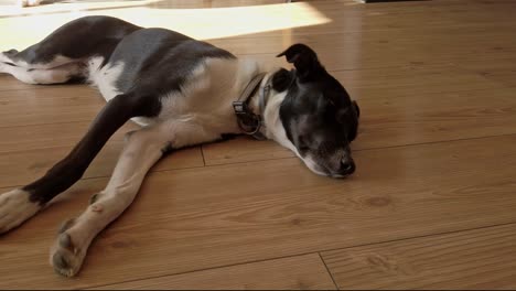 Orbital-shot-of-a-black-and-white-dog-lying-on-the-floor,-sleeping