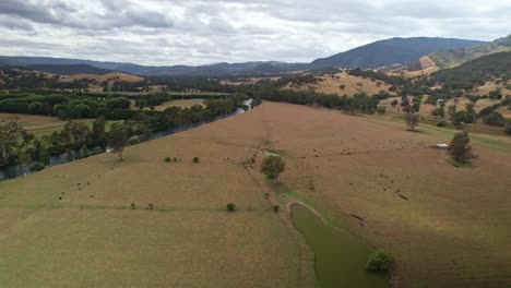 Aerial-along-the-Goulburn-River-and-over-farm-paddocks-and-cows-grazing-near-Eildon,-Victoria,-Australia