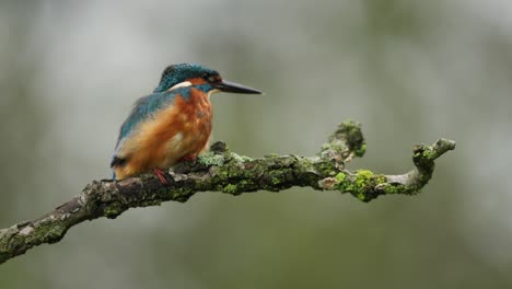 Adorable-colorful-bright-kingfisher-with-blue-feathers-sitting-on-a-thin-branch-takes-flight-in-nature