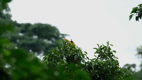 Seen-on-top-of-the-tree-with-its-bill-sticking-out,-Great-Hornbill-Buceros-bicornis,-Thailand