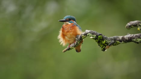 Shallow-focus-on-Common-Kingfisher-Alcedo-atthis-taking-off-from-branch