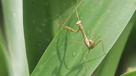 Close-up-of-a-praying-mantis-moving-on-green-grass