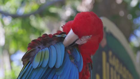 Roter-Und-Grüner-Ara-Vogel,-Der-Sich-Selbst-Pflegt,-Mittlere-Aufnahme