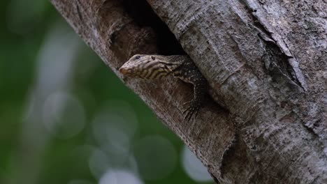 Seen-looking-out-of-its-burrow-and-then-closes-its-eye,-Clouded-Monitor-Lizard-Varanus-nebulosus,-Thailand