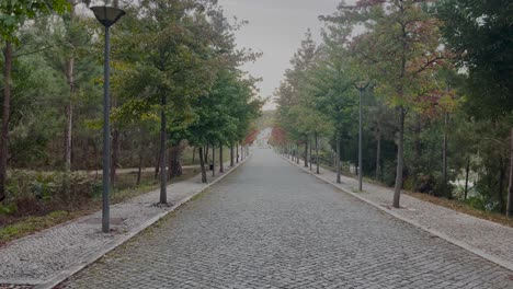 close-view-of-Empty-road-with-tall-green-trees-on-both-sides