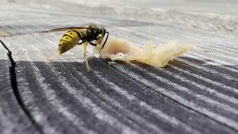 Close-up-macro-super-slow-motion-shot-of-wasp-sitting-on-a-rustic-table-eating-a-piece-of-smoked-ham