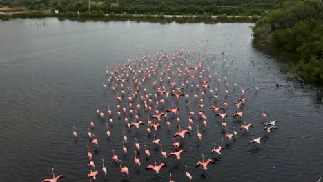 A-big-flock-running-in-shallow-water-going-into-the-middle-to-forage-for-food-as-the-drone-follows,-Caribbean-Flamingo-or-American-Flamingo,-Phoenicopterus-ruber,-Margarita-Island,-Venezuela
