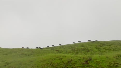 Herd-of-black-cows-moving-at-the-top-of-green-mountain---aerial-slow-motion-shot