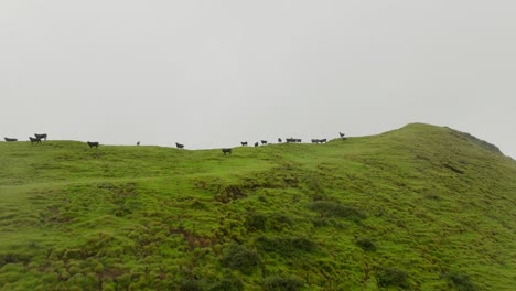 Fly-over-the-mountain-peak-with-herd-of-cows-at-the-top---aerial-shot