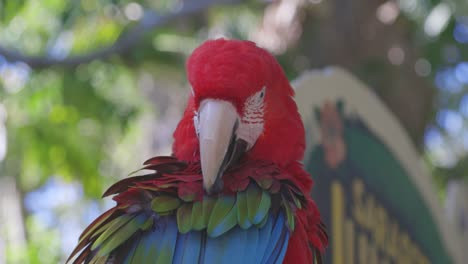Red-and-Green-Macaw-ruffling-feathers-grooming-self