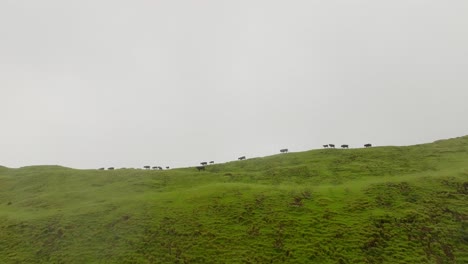Herd-of-black-cows-moving-at-the-top-of-green-mountain---static-cinematic-shot