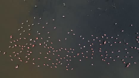 Flock-of-these-lovely-pink-birds-captured-by-a-drone-from-a-very-high-elevation-as-they-forage-in-the-water,-Caribbean-Flamingo-or-American-Flamingo,-Phoenicopterus-ruber,-Margarita-Island,-Venezuela