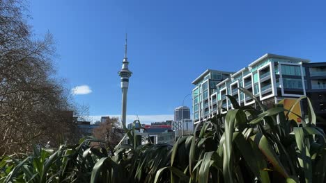 Auckland,-New-Zealand-Sky-Tower-from-Victoria-Park,-with-blue-sky