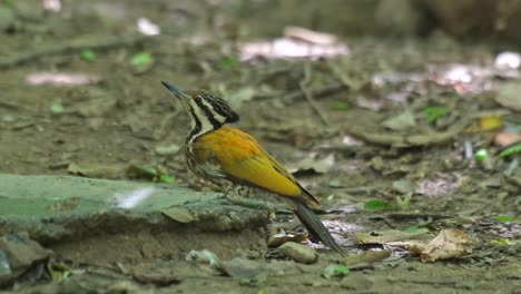 Looks-up-and-around-then-drinks-multiple-times-some-water-from-the-birdbath-deep-in-the-forest,-Common-Flameback-Dinopium-javanense,-Thailand
