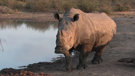Rinoceronte-Blanco-Acercándose-Al-Abrevadero-En-El-Parque-Safari-Africano