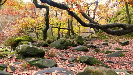 Ein-Ruhiger-Herbst-Winter-Wald-Mit-Einem-Ruhigen-Bach,-Goldenen-Eichen-Und-Gefallenen-Blättern-In-Der-Ruhigen-Landschaft