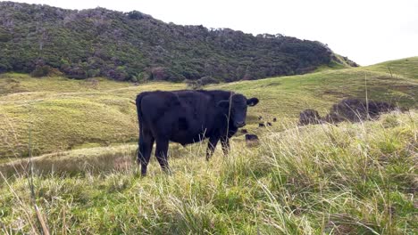 Black-cow-stands-and-stares-on-grassy-rolling-hill,-with-trees-and-gray-sky