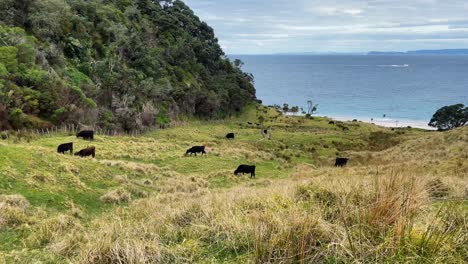 Cattle-grazing-on-grassy-meadow-by-the-ocean-in-New-Zealand