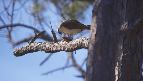 Osprey-eating-fish-on-a-tree-branch