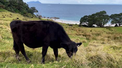 Bull-eats-hay-on-grassy-coastal-hill-overlooking-the-ocean,-medium-shot