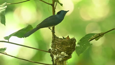 Camera-zooms-out-showing-this-father-bird-and-its-chicks-in-the-nest,-Black-naped-Blue-Flycatcher-Hypothymis-azurea,-Thailand