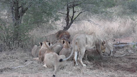 Afrikanische-Löwen-Grasen-Und-Fressen-Beute-Im-Safaripark