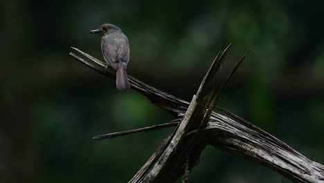 A-female-individual-seen-from-its-back-with-food-in-the-mouth,-Perched-on-a-branch-of-a-fallen-tree,-a-Hill-Blue-Flycatcher-Cyornis-whitei,-Thailand