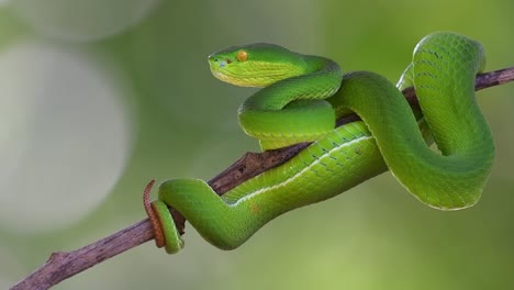 Looking-seriously-to-the-left-ready-to-strike-if-needed,-White-lipped-Pit-Viper-Trimeresurus-albolabris,-Thailand
