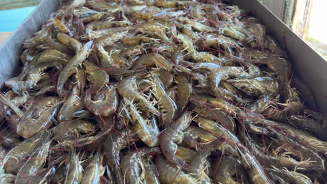 Freshly-harvested-marine-shrimp-out-of-aquaculture-pond