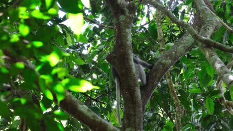 Seen-from-behind-the-tree-then-scratches-itself,-Spectacled-Leaf-Monkey-Trachypithecus-obscurus,-Thailand