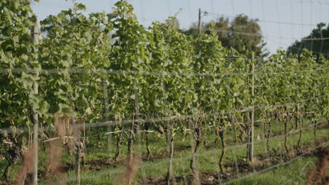 A-wide-dolly-shot-of-grapevines-during-sunrise
