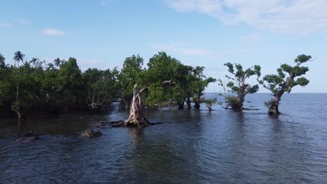 coastal-mangrove-tree-forest-on-sea-shore-flooded-with-saltwater-on-high-tide